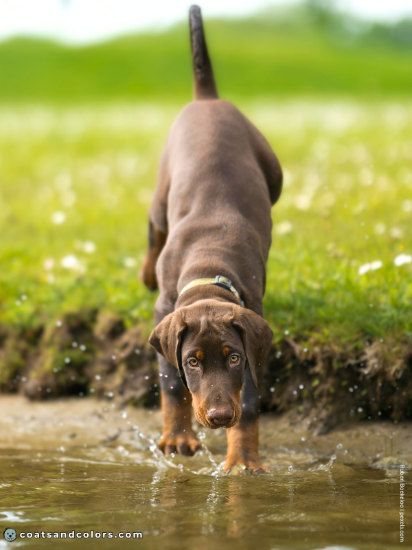 coatsandcolors.com Doberman colors red rust3