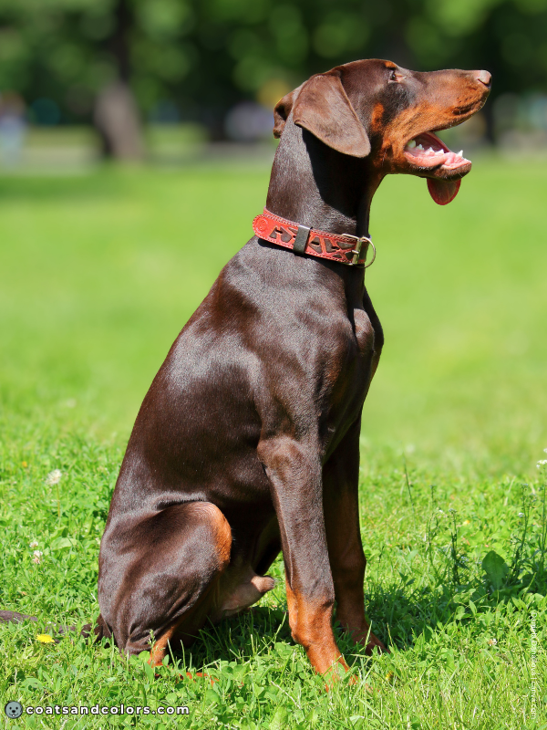 coatsandcolors.com Doberman colors red brown rust 4