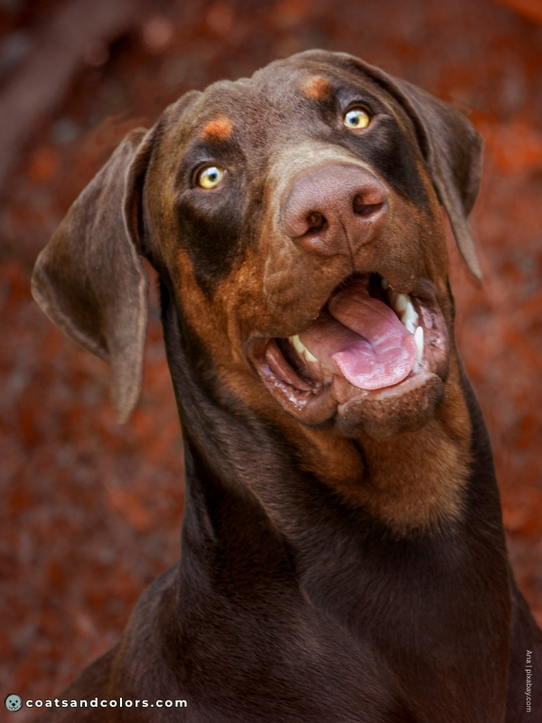 coatsandcolors.com Doberman colors red brown rust