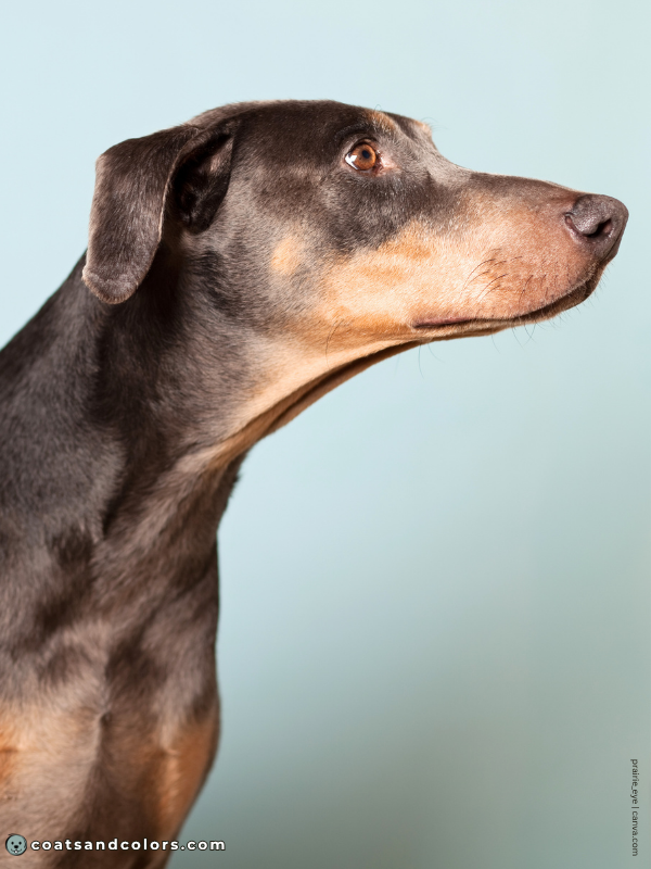 coatsandcolors.com Doberman colors rust in diluted dogs