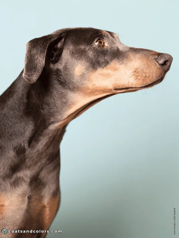 coatsandcolors.com Doberman colors rust in diluted dogs
