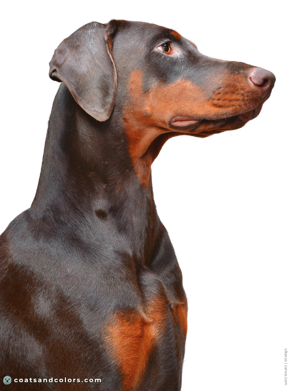 coatsandcolors.com Doberman colors rust markings intensity 1