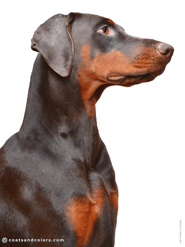 coatsandcolors.com Doberman colors rust markings intensity 1