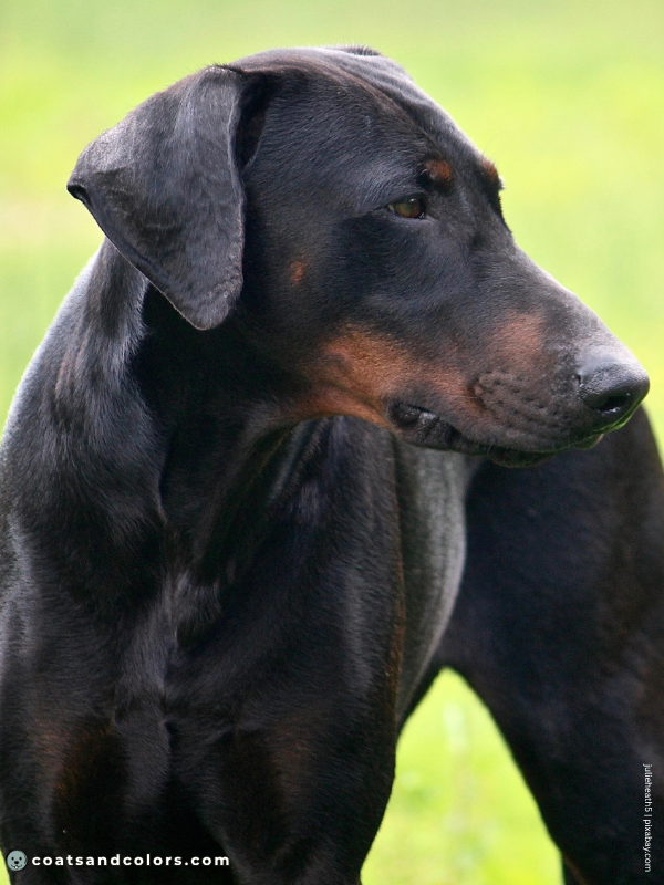 coatsandcolors.com Doberman colors sooty extended black
