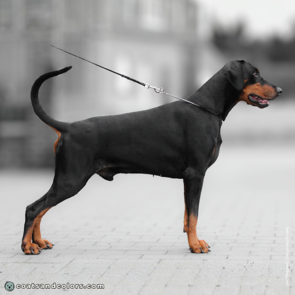 coatsandcolors.com Doberman colors tan markings