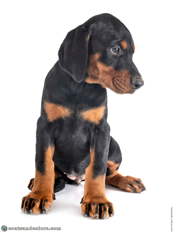 coatsandcolors.com Doberman colors toe pencilling 2