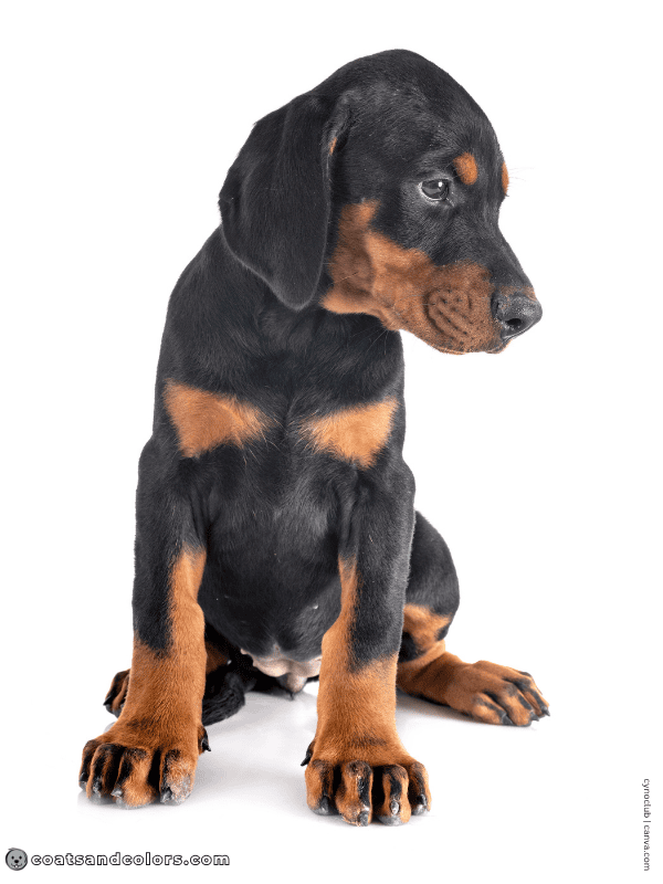 coatsandcolors.com Doberman colors toe pencilling 2