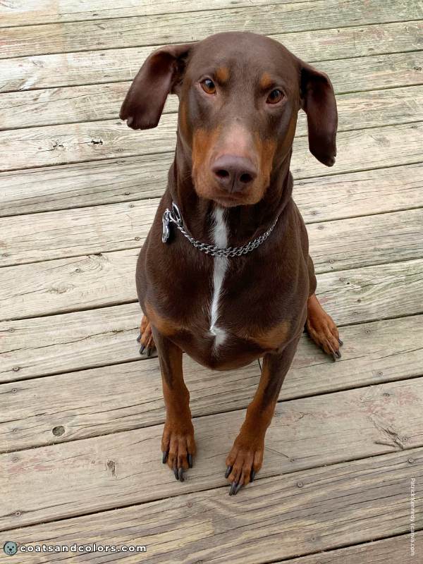 coatsandcolors.com Doberman colors white bib