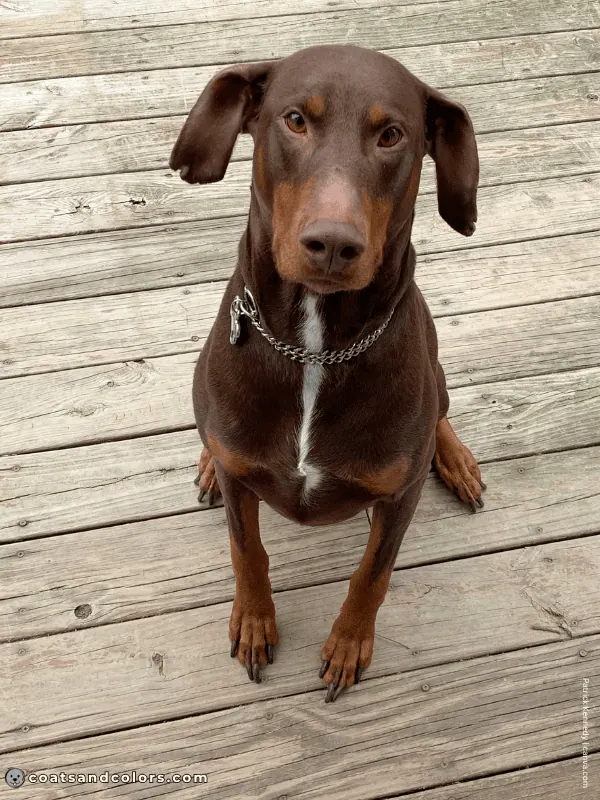 coatsandcolors.com Doberman colors white bib