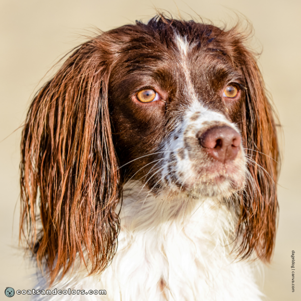 coatsandcolors.com Dog Eye Colors amber 1 liver white Spaniel