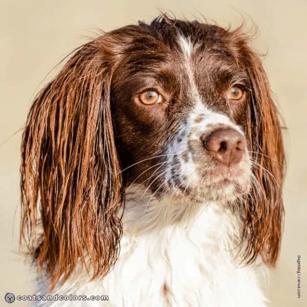 coatsandcolors.com Dog Eye Colors amber 1 liver white Spaniel
