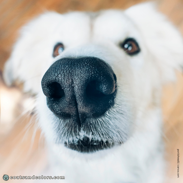 coatsandcolors.com Dog Nose Colors black 1