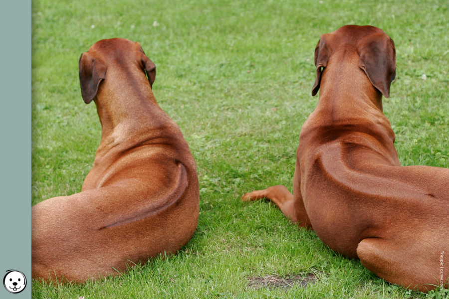coatsandcolors.com Dog Ridgeback Genetics 900x600 1