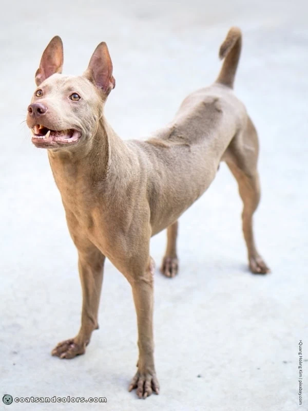 coatsandcolors.com Dog Ridgeback Genetics Phu Quoc Ridgeback