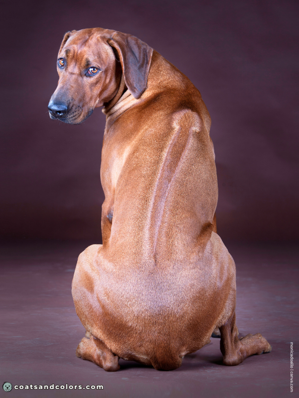 coatsandcolors.com Dog Ridgeback Genetics ridge phenotype