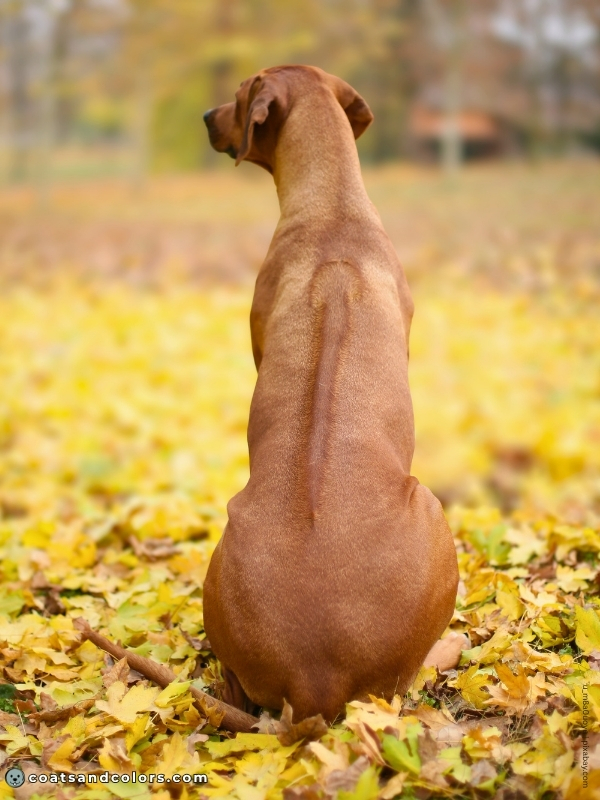 coatsandcolors.com Dog Ridgeback Genetics ridge phenotype