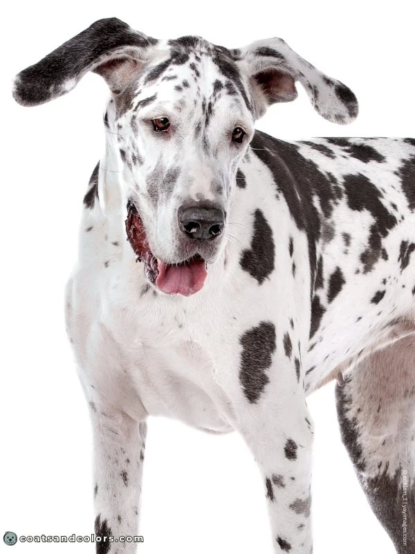 coatsandcolors.com Dominant Black KB Great Dane harlequin