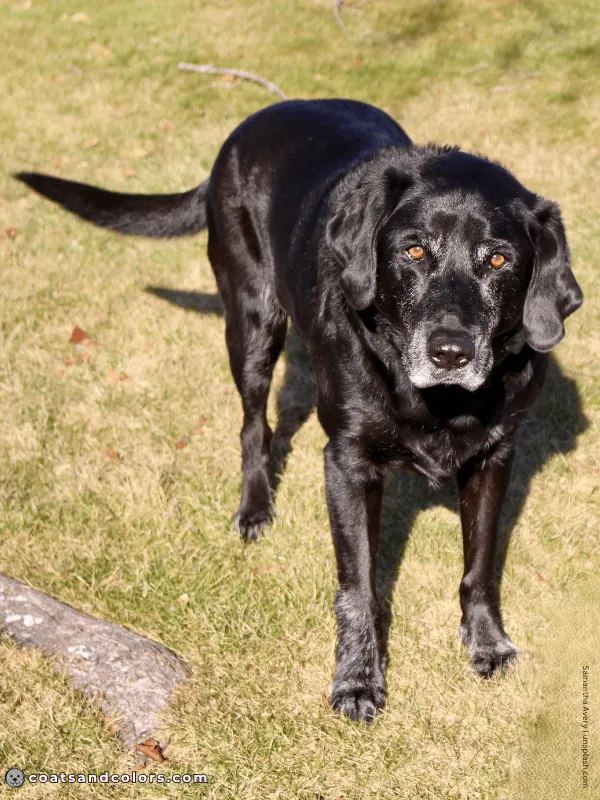 coatsandcolors.com Dominant Black KB black Labrador