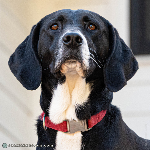 coatsandcolors.com Dominant Black KB black white Beagle mismark