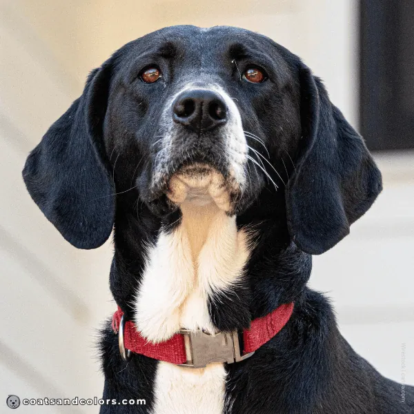 coatsandcolors.com Dominant Black KB black white Beagle mismark