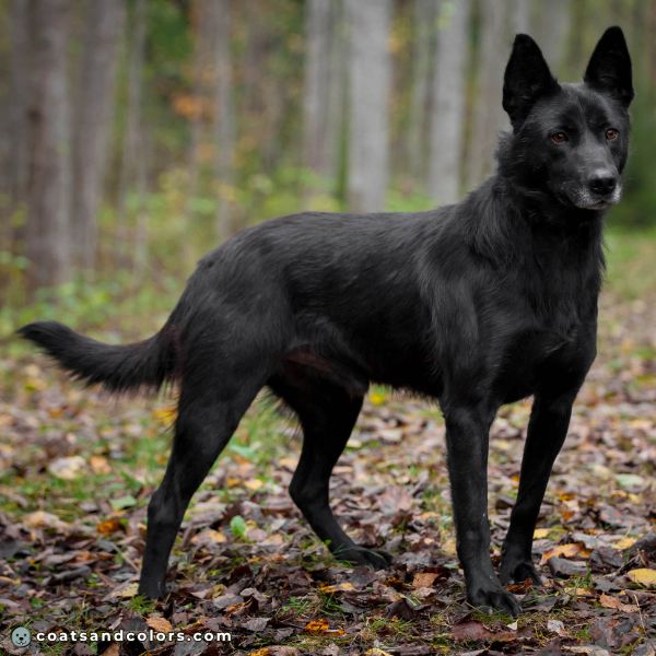 coatsandcolors.com Dominant Black KB solid black dog