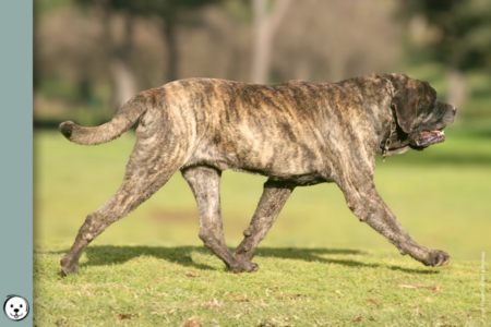 coatsandcolors.com English Mastiff Colors 900x600 1