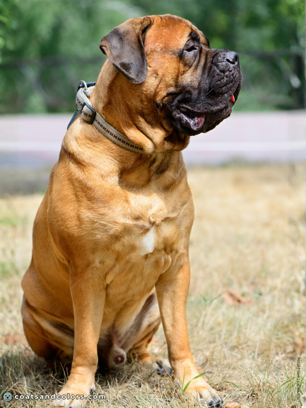 coatsandcolors.com English Mastiff Colors apricot 1