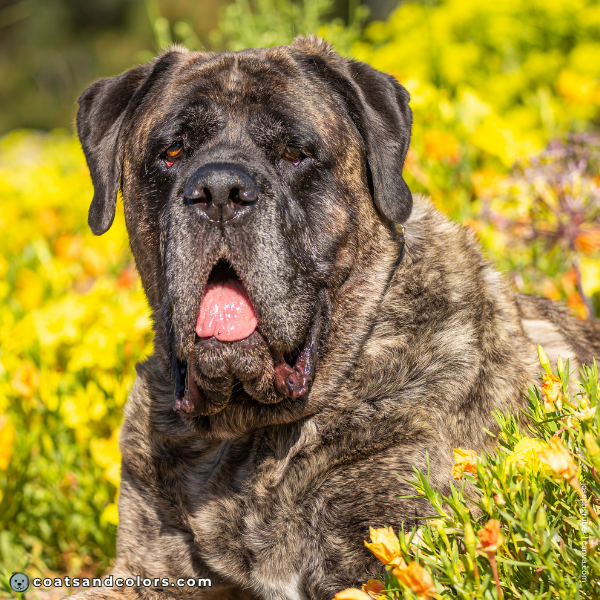 coatsandcolors.com English Mastiff Colors base color black