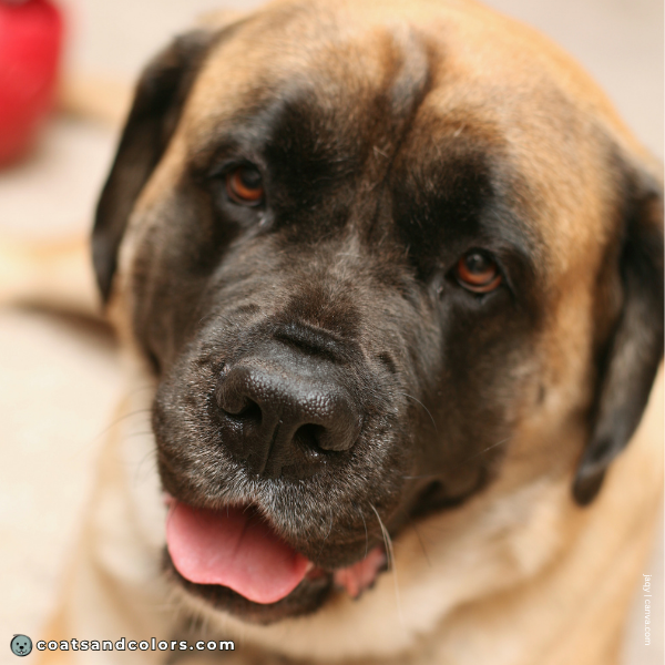 coatsandcolors.com English Mastiff Colors base pattern black mask