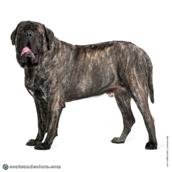 coatsandcolors.com English Mastiff Colors base pattern brindle