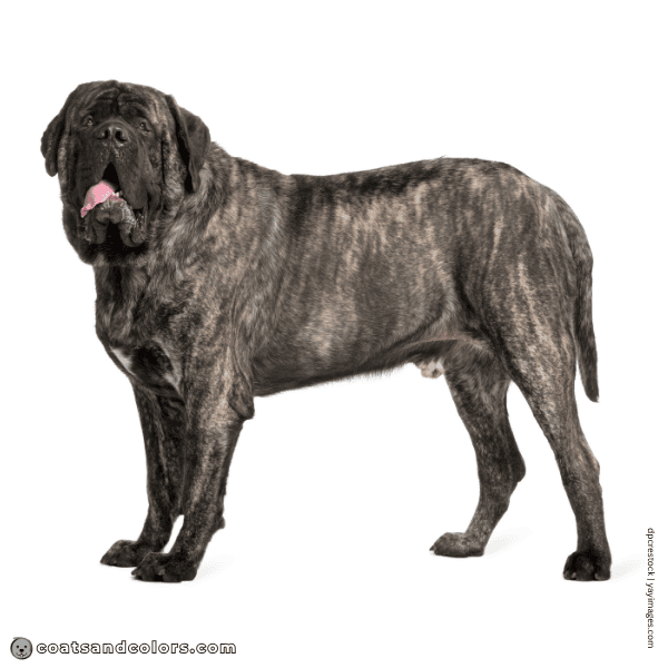 coatsandcolors.com English Mastiff Colors base pattern brindle
