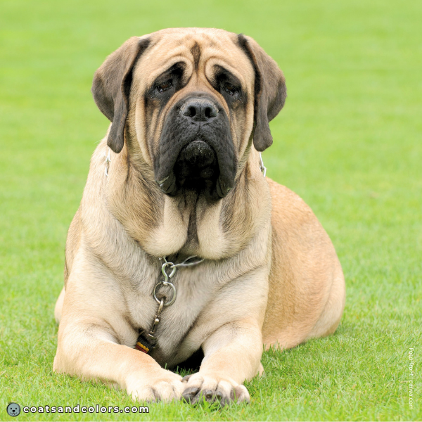 coatsandcolors.com English Mastiff Colors base pattern sable