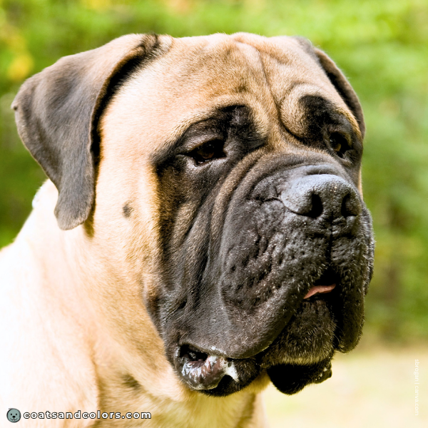 coatsandcolors.com English Mastiff Colors black nose 1