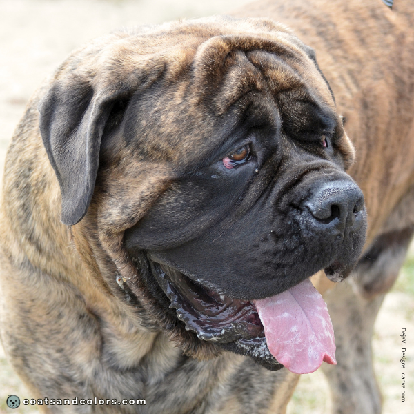 coatsandcolors.com English Mastiff Colors black nose 2