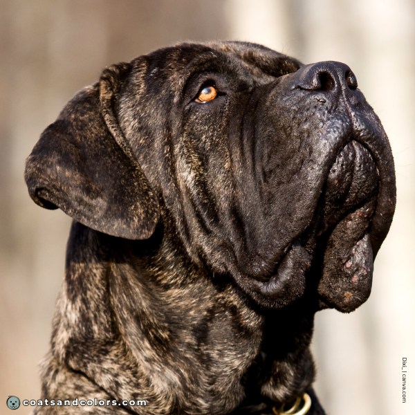 coatsandcolors.com English Mastiff Colors black nose 3