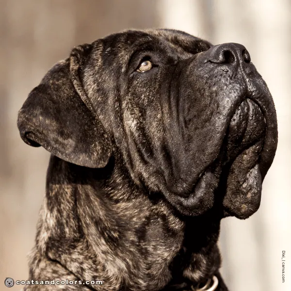 coatsandcolors.com English Mastiff Colors black nose 3