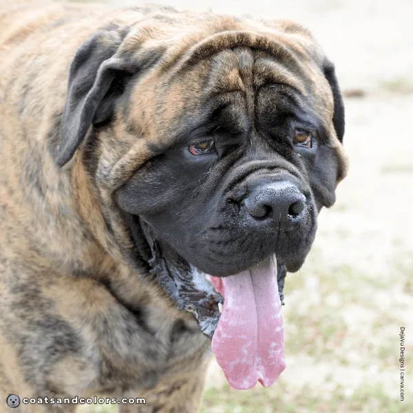 coatsandcolors.com English Mastiff Colors bridnle browne eyes