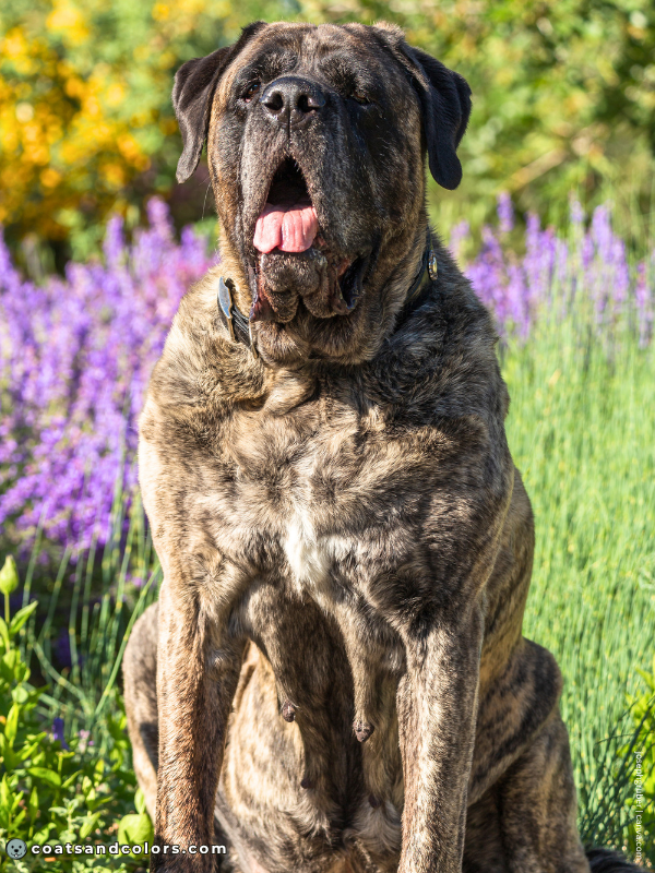 coatsandcolors.com English Mastiff Colors brindle 1