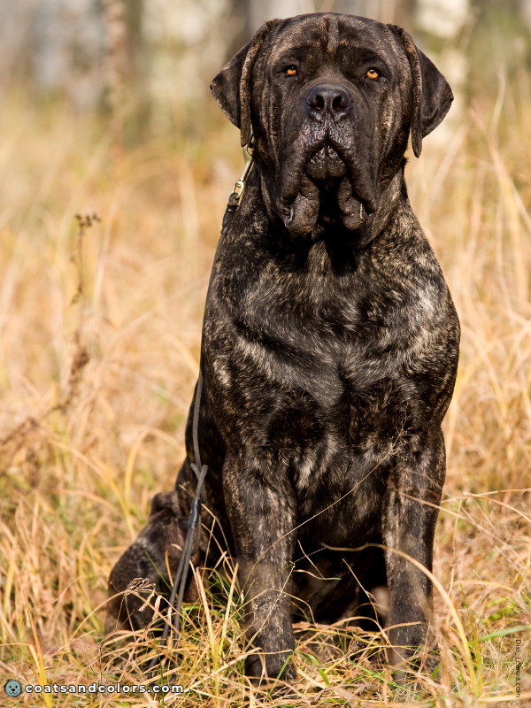 coatsandcolors.com English Mastiff Colors brindle 2
