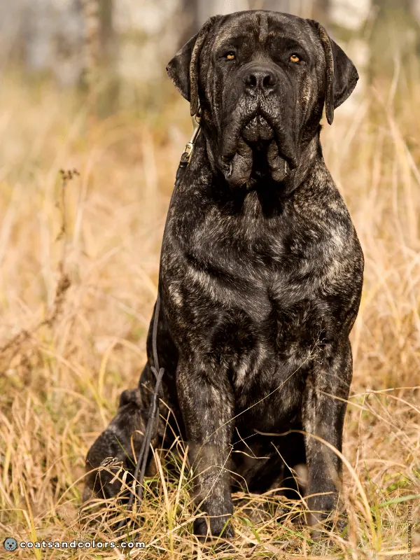 coatsandcolors.com English Mastiff Colors brindle 2