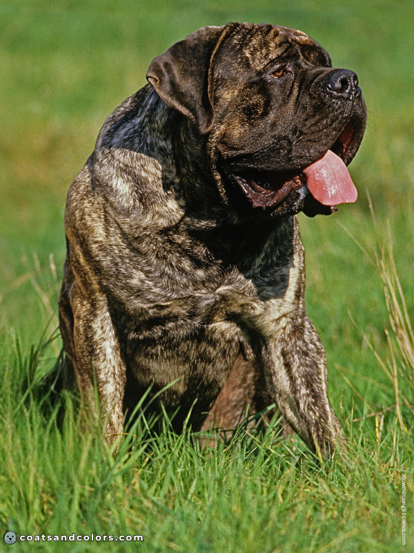 coatsandcolors.com English Mastiff Colors brindle 3
