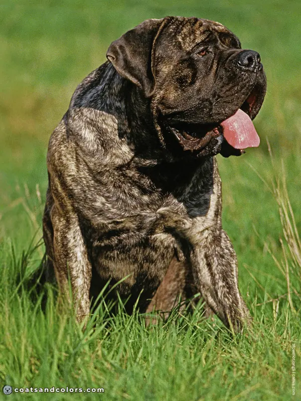 coatsandcolors.com English Mastiff Colors brindle 3