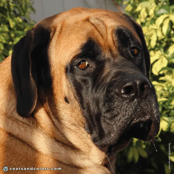 coatsandcolors.com English Mastiff Colors brown eyes
