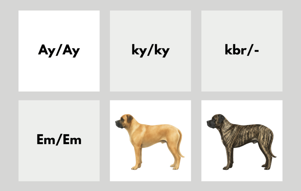 coatsandcolors.com English Mastiff Colors color chart