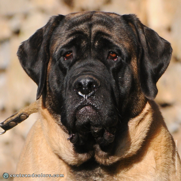 coatsandcolors.com English Mastiff Colors extended black mask