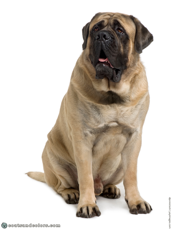 coatsandcolors.com English Mastiff Colors fawn 1