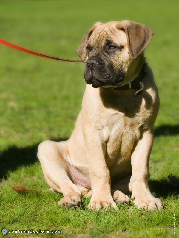 coatsandcolors.com English Mastiff Colors fawn puppy