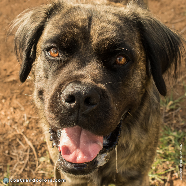 coatsandcolors.com English Mastiff Colors fluffy 1