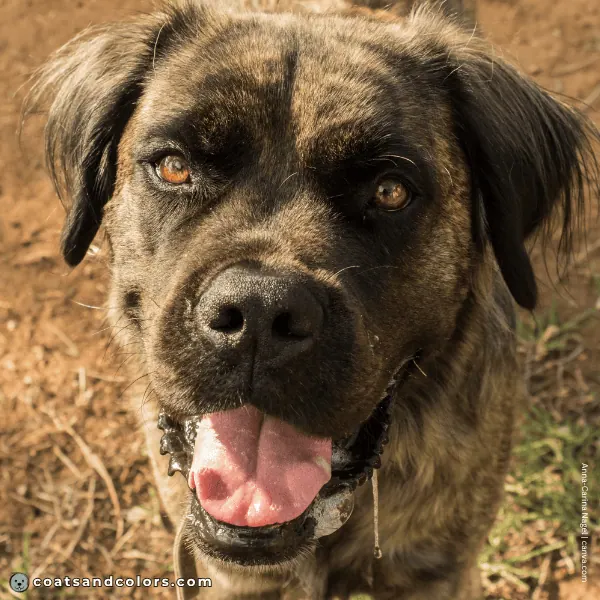 coatsandcolors.com English Mastiff Colors fluffy 1