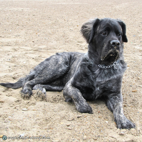 coatsandcolors.com English Mastiff Colors fluffy 2